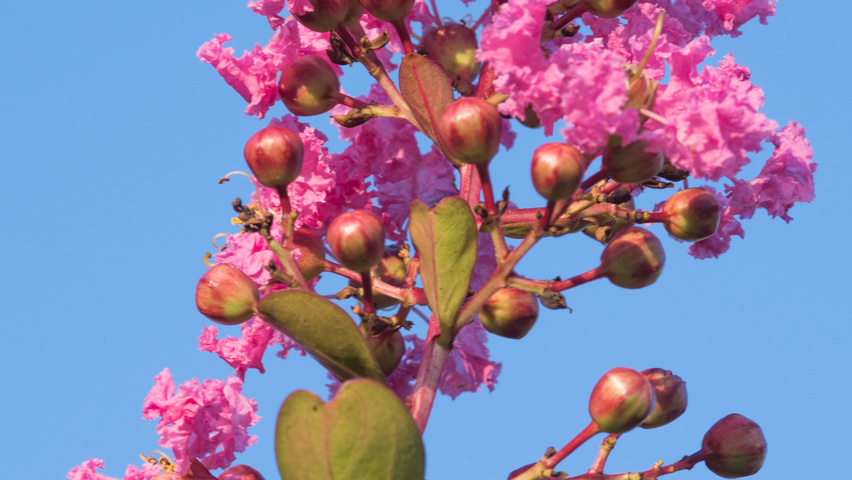 Lagerstroemia indica Blumen