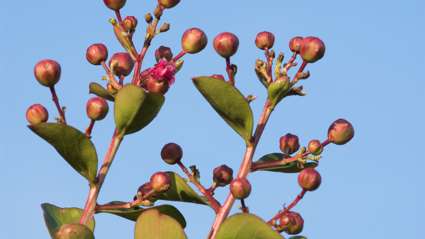 Lagerstroemia indica Blumen