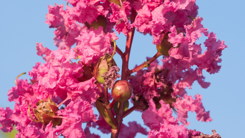 Lagerstroemia indica Blumen