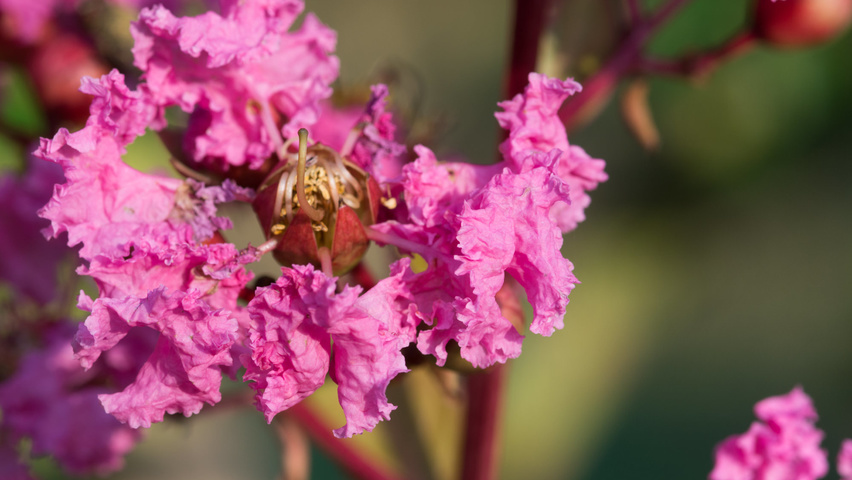 Lagerstroemia indica Blumen