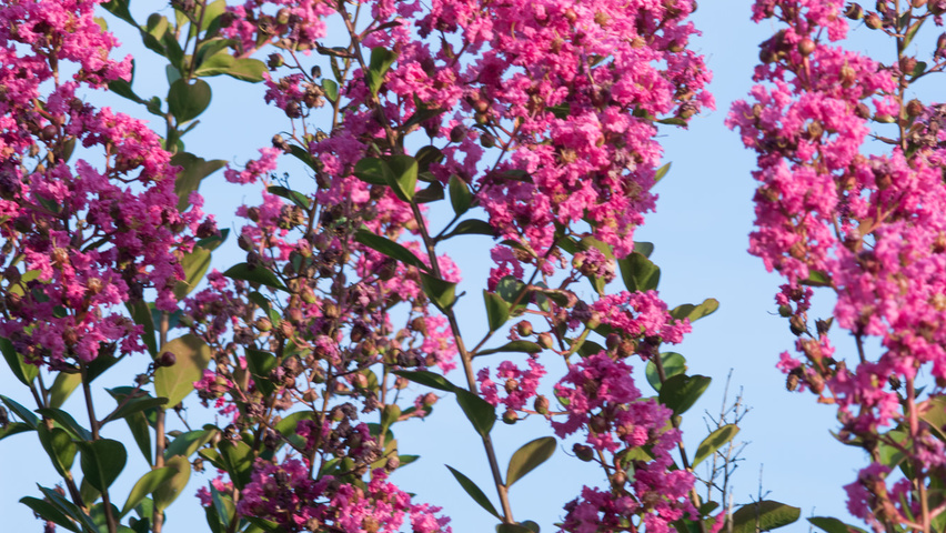 Lagerstroemia indica Blumen