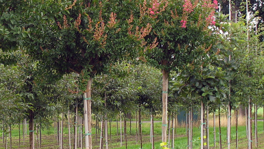 Lagerstroemia indica hochstämmig