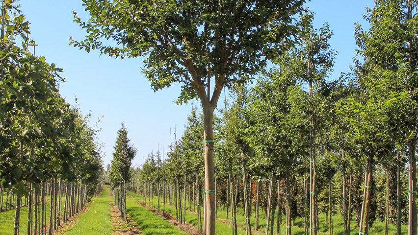 Lagerstroemia indica hochstämmig