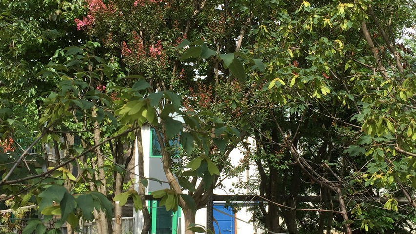 Lagerstroemia indica hochstämmig