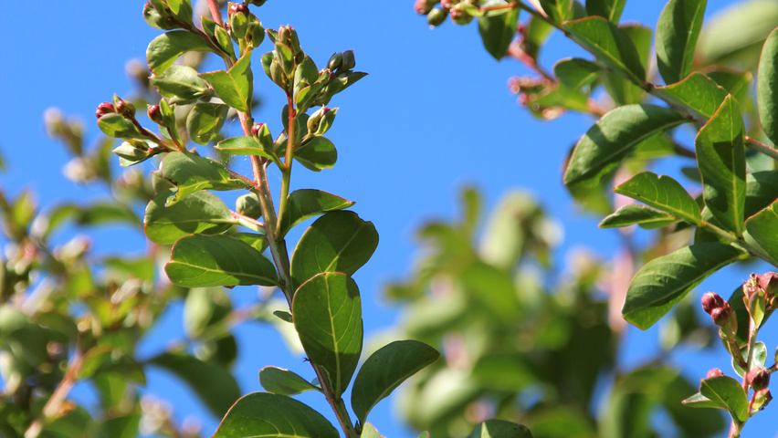 Lagerstroemia indica Blatt