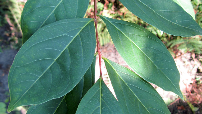 Lagerstroemia indica Blatt