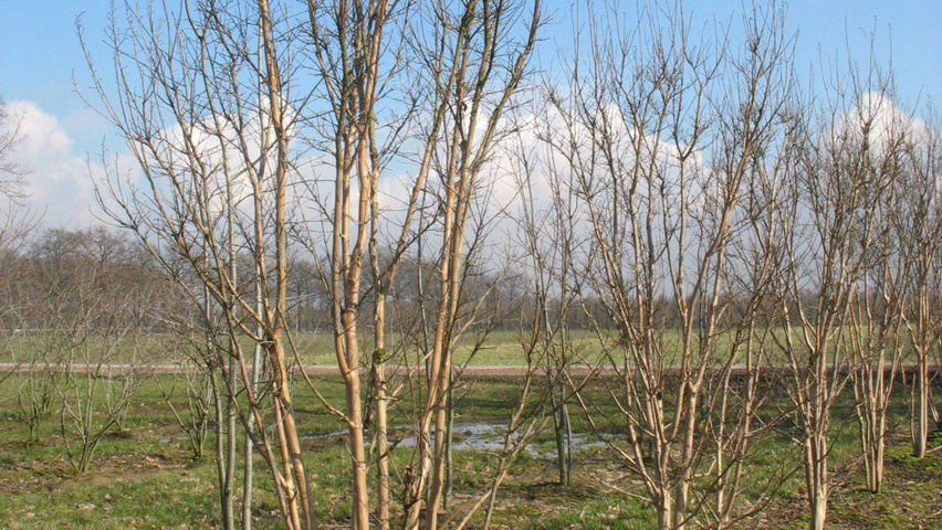 Lagerstroemia indica mehrstämmige Schirmform