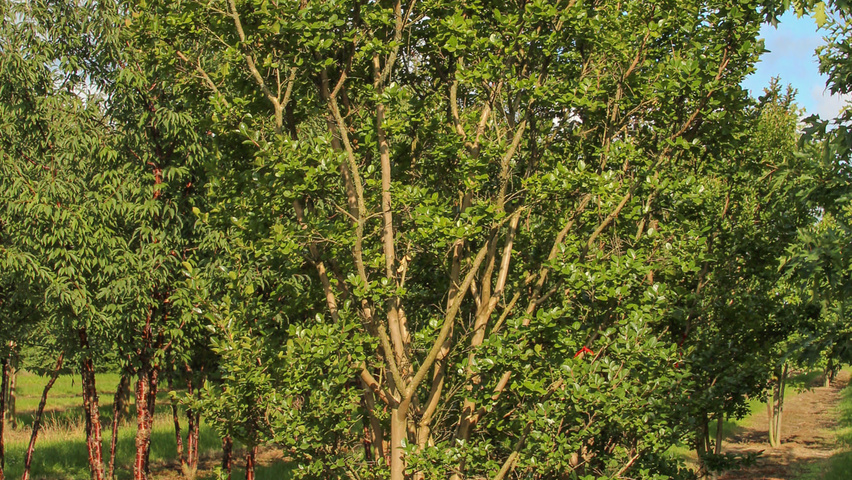 Lagerstroemia indica mehrstämmige Schirmform