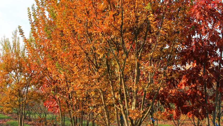 Lagerstroemia indica mehrstämmige Schirmform