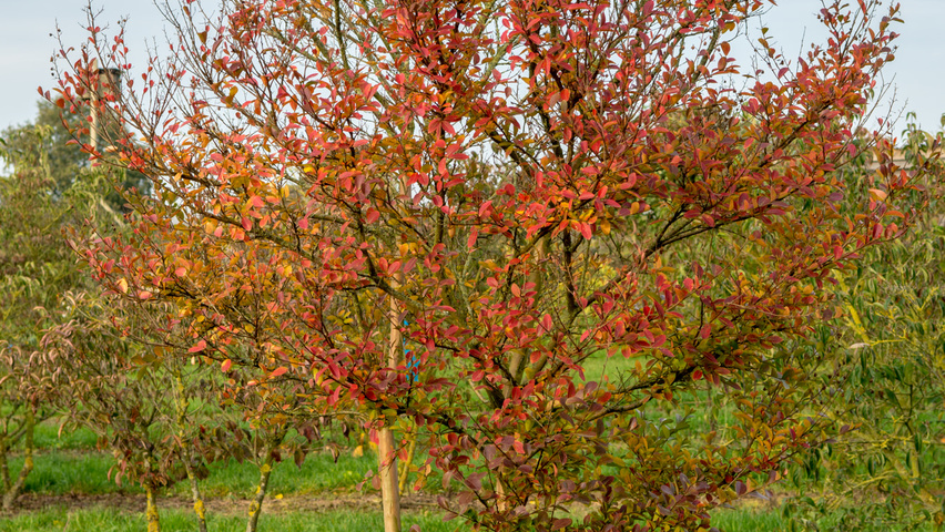 Lagerstroemia indica mehrstämmige Schirmform