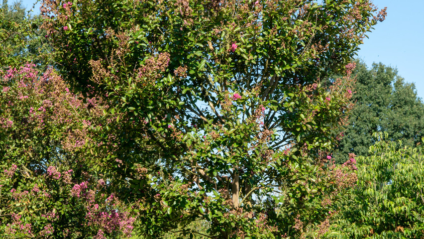 Lagerstroemia indica mehrstämmige Schirmform