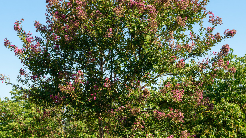 Lagerstroemia indica mehrstämmige Schirmform