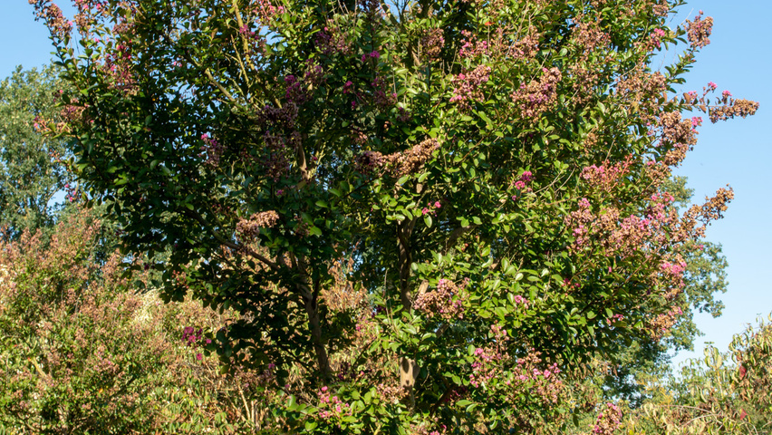 Lagerstroemia indica mehrstämmige Schirmform