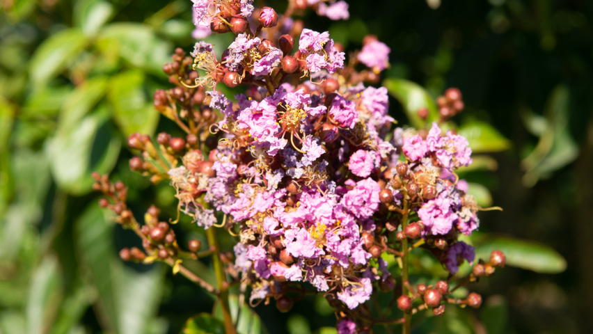 Lagerstroemia indica 'Muskogee' kwiaty