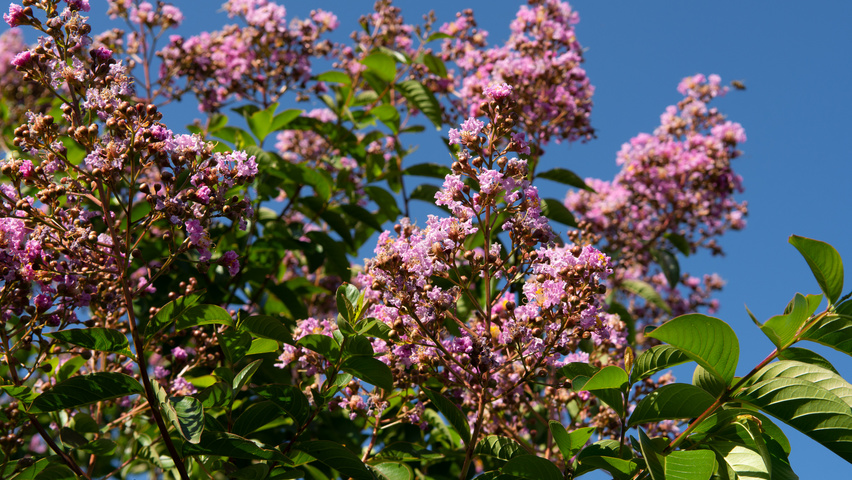 Lagerstroemia indica 'Muskogee' kwiaty