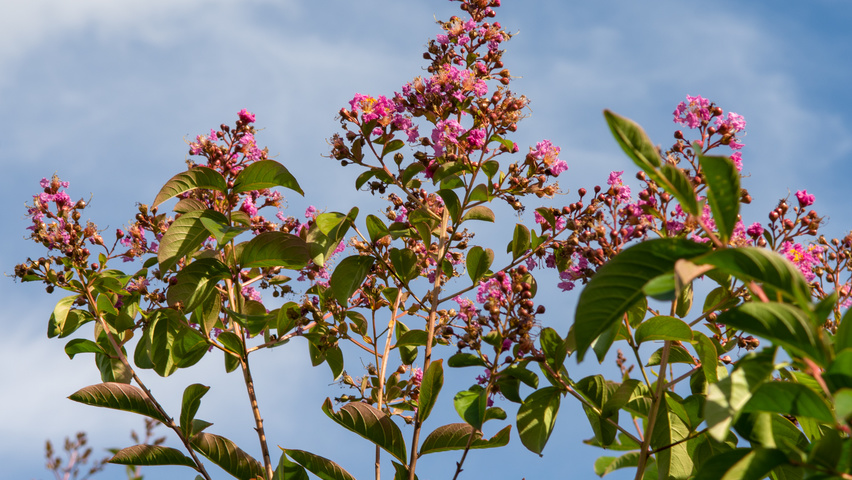 Lagerstroemia indica 'Muskogee' kwiaty