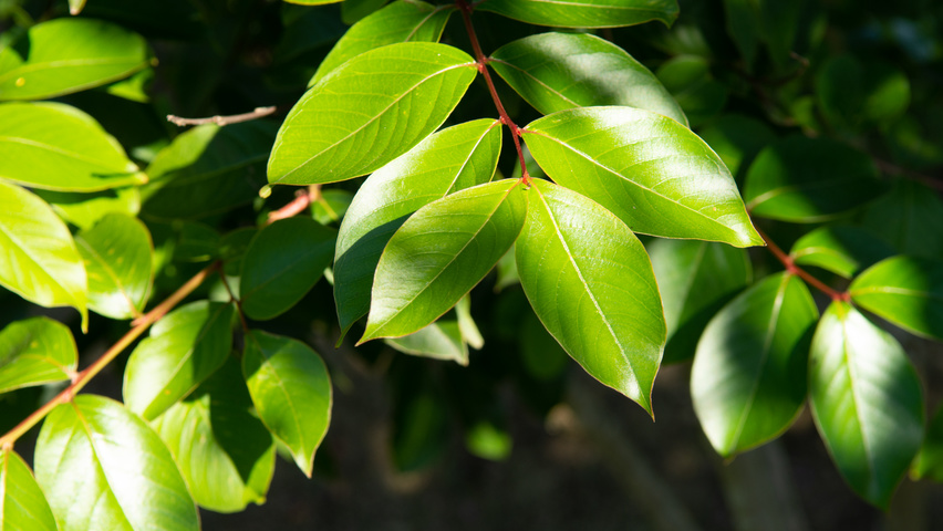 Lagerstroemia indica 'Muskogee' liście