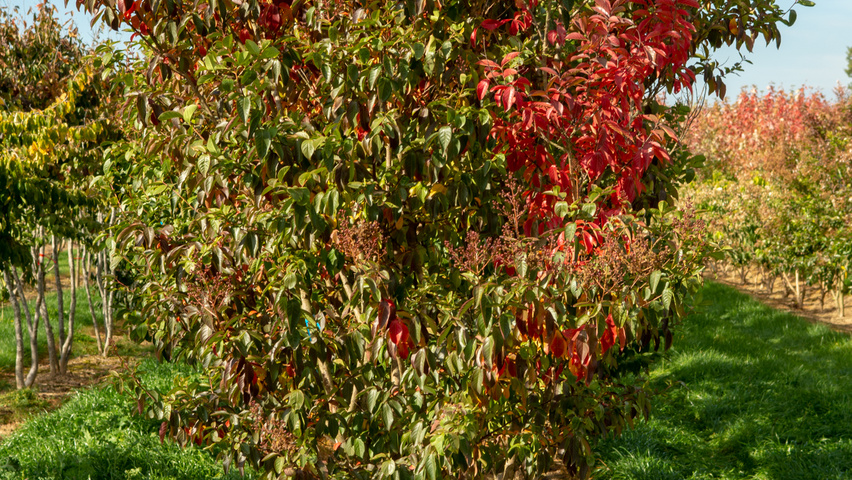 Lagerstroemia indica 'Muskogee' wielopniowy
