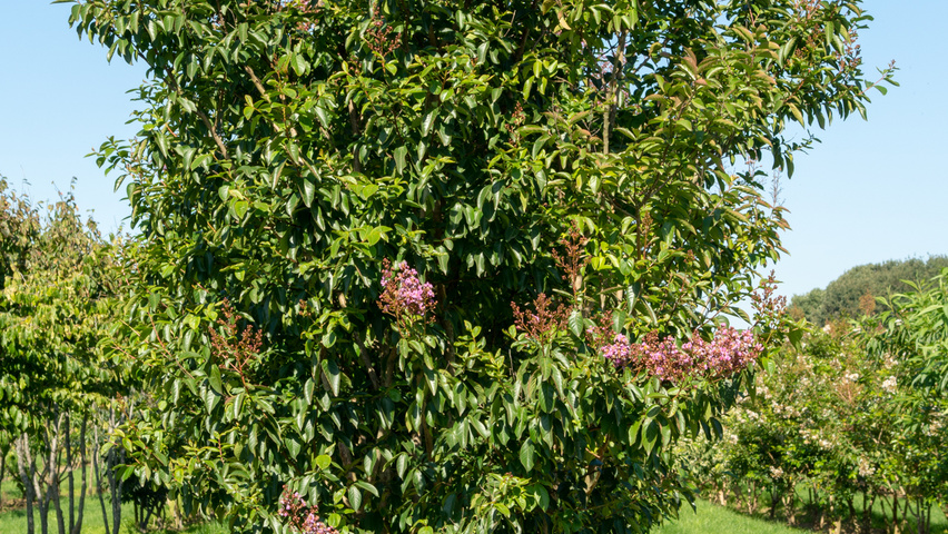 Lagerstroemia indica 'Muskogee' wielopniowy