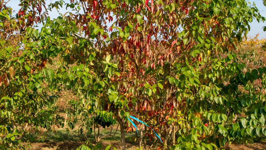 Lagerstroemia indica 'Muskogee' wielopniowy