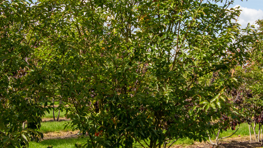 Lagerstroemia indica 'Muskogee' wielopniowy