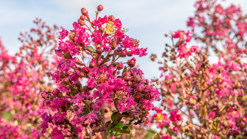 Lagerstroemia indica 'Petite Pink' kwiaty