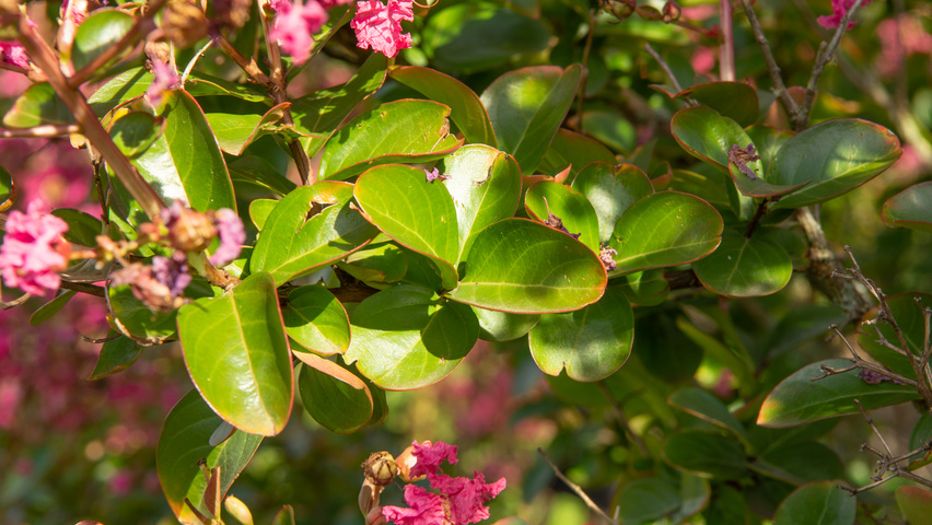 Lagerstroemia indica 'Petite Pink' liście
