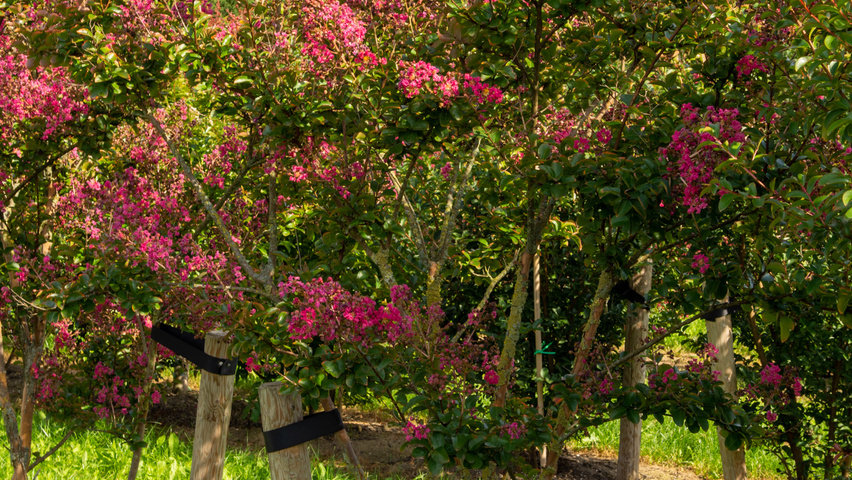 Lagerstroemia indica 'Petite Pink' wielopniowy