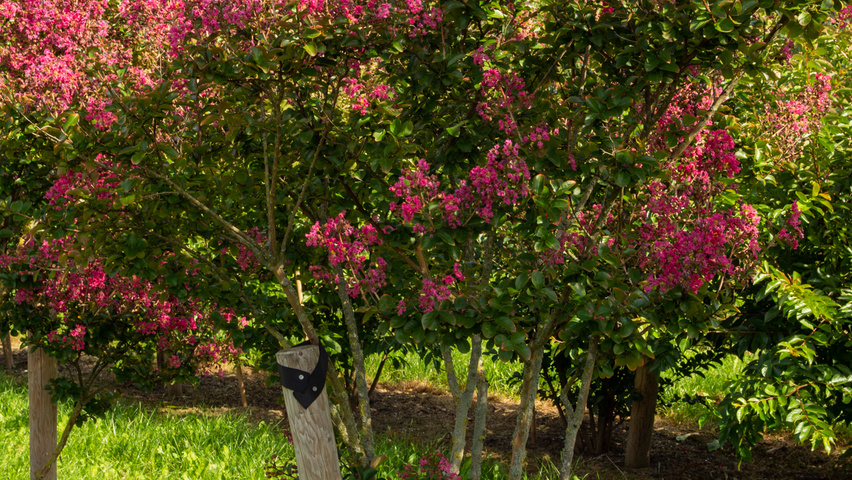 Lagerstroemia indica 'Petite Pink' wielopniowy