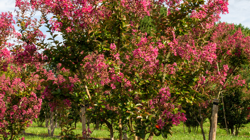 Lagerstroemia indica 'Petite Pink' wielopniowy