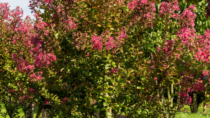 Lagerstroemia indica 'Petite Pink' wielopniowy