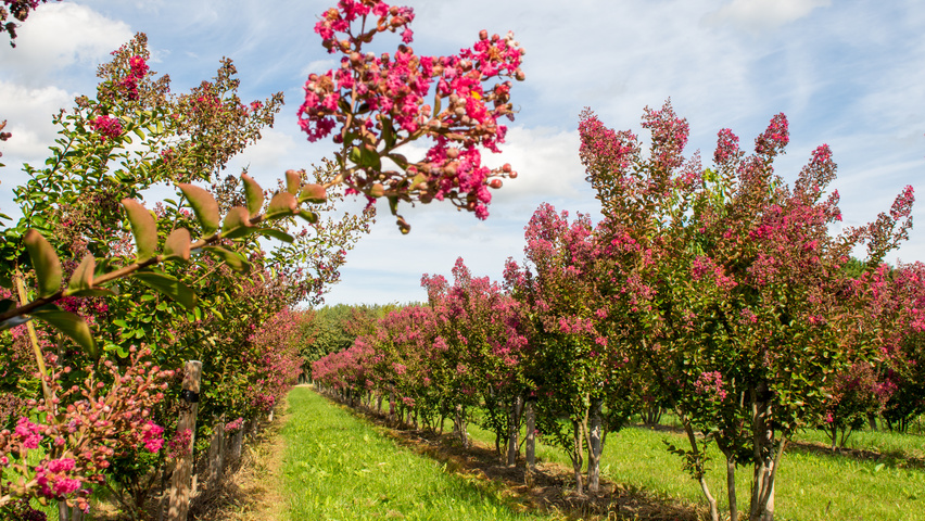Lagerstroemia indica 'Petite Pink' wielopniowy