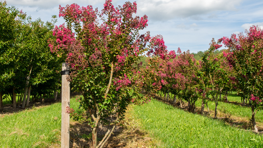 Lagerstroemia indica 'Petite Pink' wielopniowy