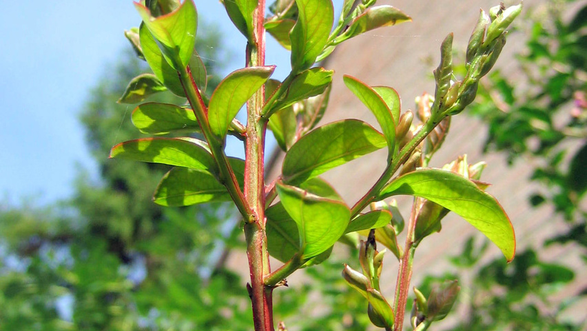 Lagerstroemia indica Zweige