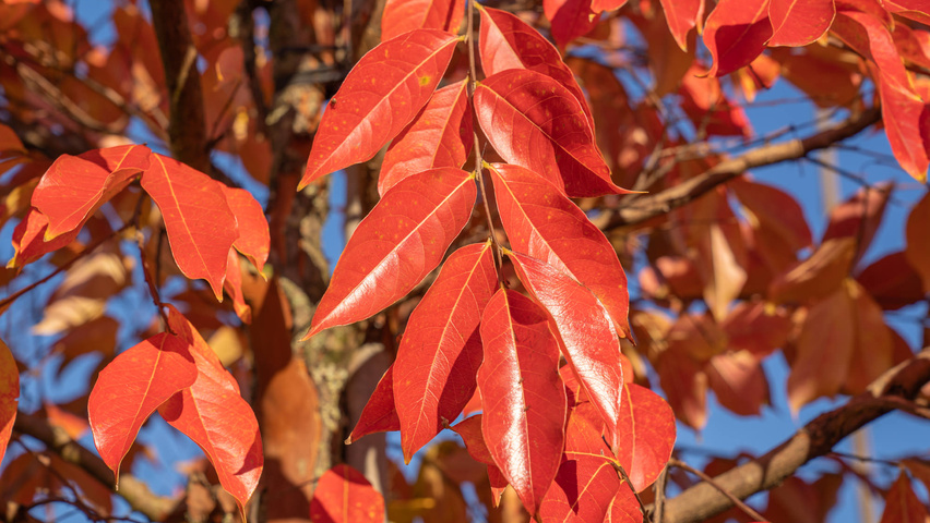 Lagerstroemia 'Natchez' Herbstblatt