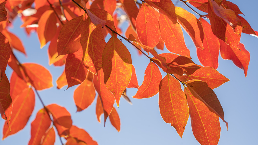 Lagerstroemia 'Natchez' Herbstblatt