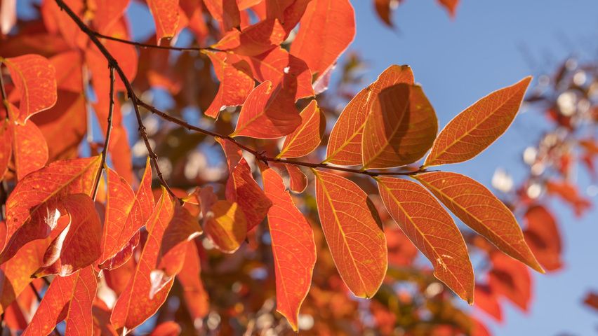 Lagerstroemia 'Natchez' Herbstblatt