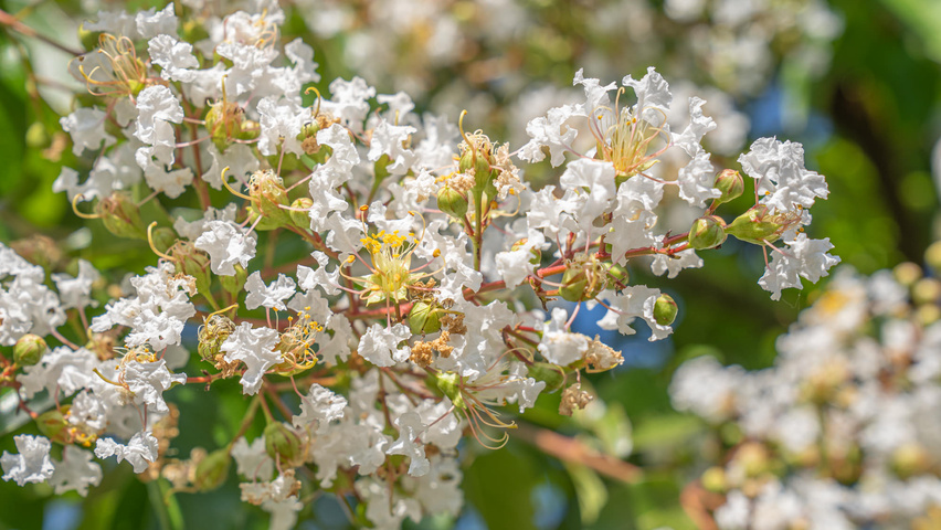 Lagerstroemia 'Natchez' Blumen