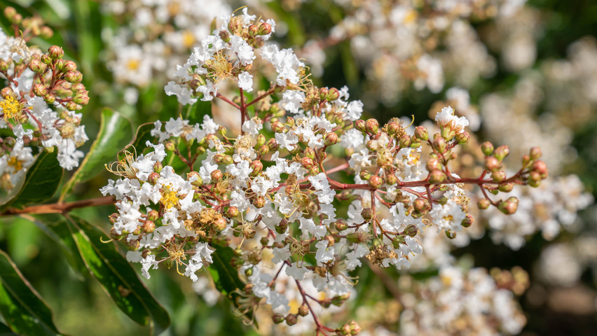 Lagerstroemia 'Natchez' Blumen