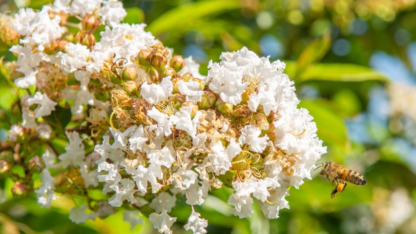 Lagerstroemia 'Natchez' Blumen