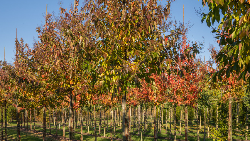 Lagerstroemia 'Natchez' hochstämmig