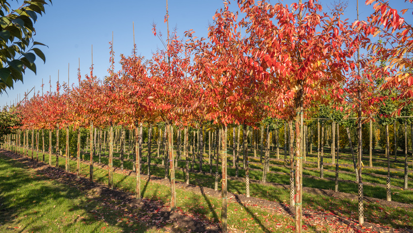 Lagerstroemia 'Natchez' hochstämmig