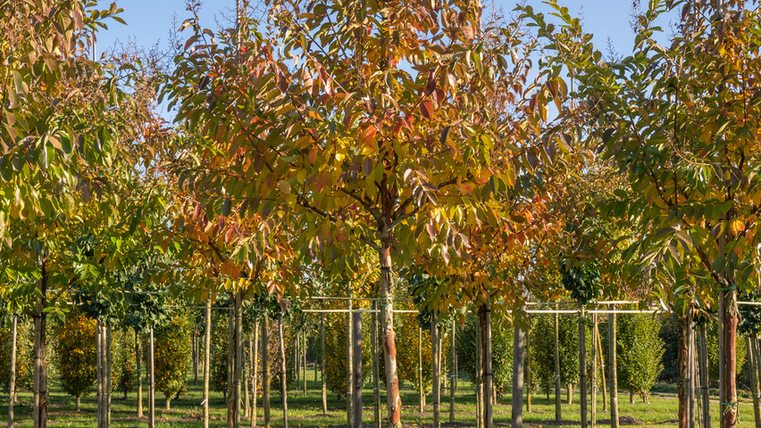 Lagerstroemia 'Natchez' hochstämmig