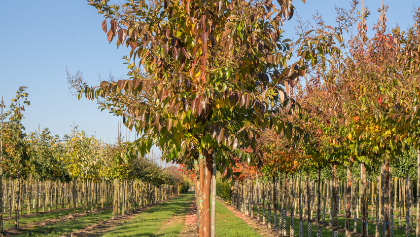 Lagerstroemia 'Natchez' hochstämmig