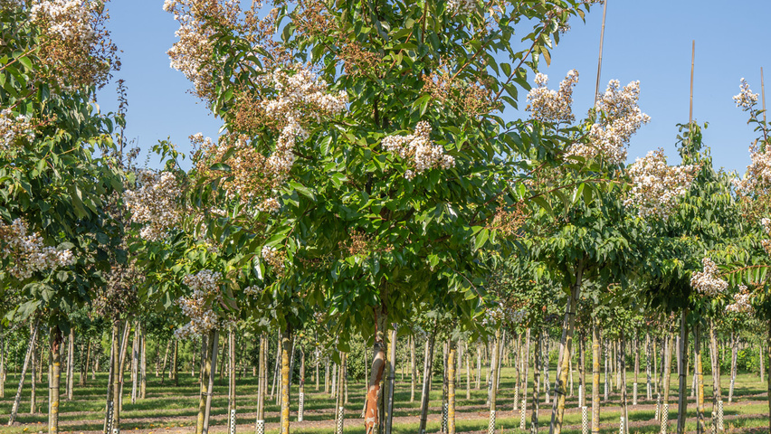 Lagerstroemia 'Natchez' hochstämmig