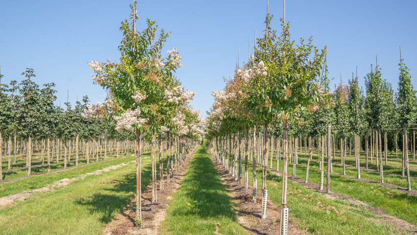 Lagerstroemia 'Natchez' hochstämmig