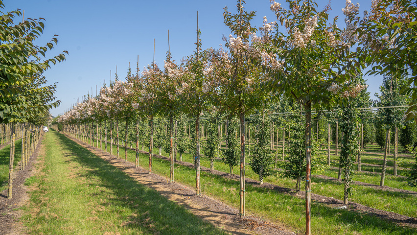 Lagerstroemia 'Natchez' hochstämmig