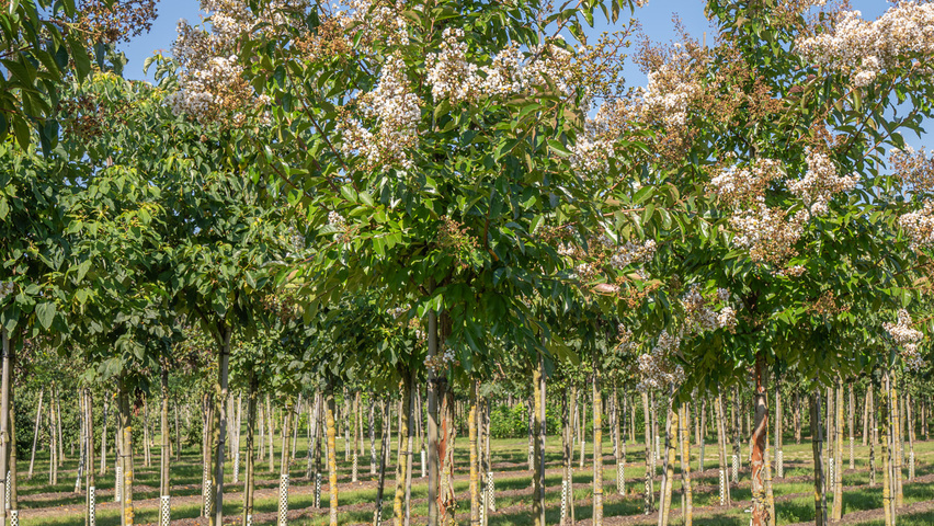 Lagerstroemia 'Natchez' hochstämmig