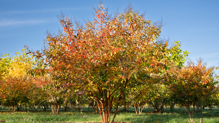Lagerstroemia 'Natchez' mehrstämmige