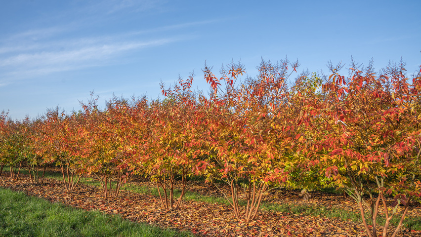 Lagerstroemia 'Natchez' mehrstämmige